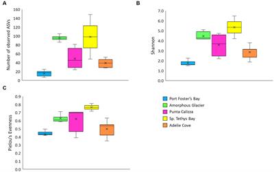 Rhodobacteraceae dominate the core microbiome of the sea star Odontaster validus (Koehler, 1906) in two opposite geographical sectors of the Antarctic Ocean